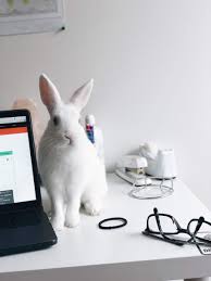 The white rabbit is symbolic of love, tenderness, of magic and manifestations. Why Do We Say White Rabbit On The First Day Of The Month Meaning Behind The Eccentric Phrase Explained