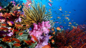 Ocean Life Full Of Beautiful Creatures Youtube See more ideas about ocean life, ocean, ocean creatures. ocean life full of beautiful