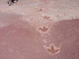 Rex track take some imagination. Usgs On Twitter Dinosaur Tracks In The Early Jurassic Moenave Formation Tuba City Az Fossilfriday Http T Co L5pjiycz8j
