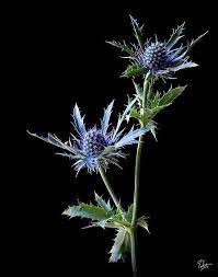 Thistle By Endre Balogh My Style Flowers Thistle Flower Sea Holly