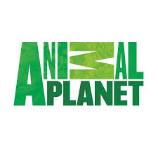 The Type In Animal Is Squished And Enlarged And I Have No Idea Why The M Would Be On It S Side Planet Logo Animal Planet Planets