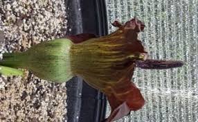 Image result for Amorphophallus abyssinicus