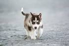 PuppyFind | Siberian Husky Puppies for Sale
