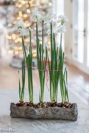 Christmas Paperwhites Friday Favorites Paperwhites Bulb Flowers Christmas Plants