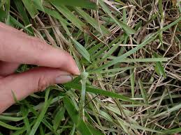 Image result for Kyllinga