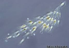 Jenis yang bergerak aktif memepunyai alat untuk selain itu pada ganggang spora dan gaetnya pun lazimnya dapat bergerak aktif dengan pada ganggang/alga ini dapat dengan mudah ditemukan di air tawar maupun air laut. Klasifikasi Chrysophyta Habitat Reproduksi Manfaat Www Sridianti Com