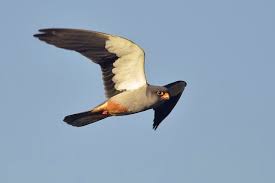 An animal is a living, nonhuman creature, usually a vertebrate with no magical abilities and no innate capacity for language or culture. Falcao Do Amur Ebird
