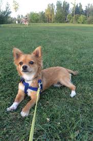 My Chidash Long Hair Chihuahua And Daschund Mix I Adopted From My Shelter Adopt Don T Shop Dog Adop Chihuahua Mix Puppies Cute Dogs Unique Dog Breeds