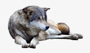 12,817 transparent png illustrations and cipart matching wolf. Download Wolf Png Transparent Images Transparent Backgrounds Dog Yawns Transparent Png 900x600 Free Download On Nicepng