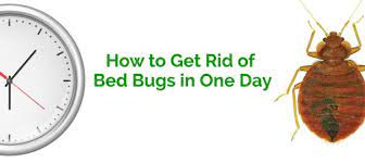 Continuous exposure to diatomaceous earth can kill adult. How To Get Rid Of Bed Bugs In One Day Erdye S Pest Control