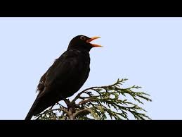 Male cockatoos are entirely black except for the identifying red feathers. Song And Calls Of The Blackbird Youtube