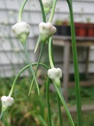 Water the garlic bed well after planting and cover with a light layer of mulch, such as straw or shredded leaves. How Does Garlic Grow Mike S Backyard Nursery