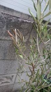 オリーブの葉が黄色くなってポロポロ落ちます 地植えしている高 Yahoo 知恵袋