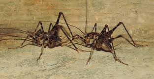 Did some crickets get into a vat of. Maryland Biodiversity Project Japanese Camel Cricket Diestrammena Japanica