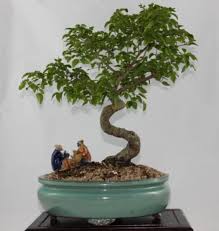 Maybe you would like to learn more about one of these? Sageretia Theezans Is Also Known As The Chinese Sweet Plum Or The Bird Plum The Chinese Sweet Plum Has A Very Ple Bonsai Tree Types Indoor Bonsai Tree Bonsai