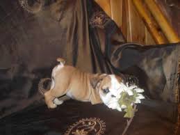 Puppies will be dna tested to confirm parentage. Beautiful Akc English Bulldog Puppies For Sale In Albany Oregon Classified Americanlisted Com