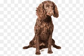 Image result for americký vodní španěl