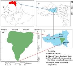 Image result for Spermacoce sphaerostigma