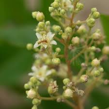 Image result for Leptochloa obtusiflora