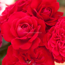 Image result for Stolzia kalkhof-roseae