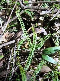 Image result for Lindsaea ensifolia