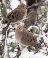 Birds Blooms Magazine Telephone Number 2 Mourning Doves In Snow Mourning Dove Backyard Birds Dove Bird