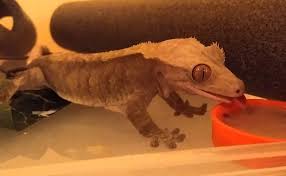 Here at gof, we primarily feed pangea crested gecko diet and supplement with additional crickets as a weekly treat. Top 10 Best Crested Gecko Food Reviews Guide 2019 My Life Pets