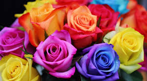 Color Difference Four Different Colored Roses Next To A Window Backgrounds  | Jpg Free Download - Pikbest
