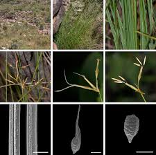 Image result for Actinoschoenus