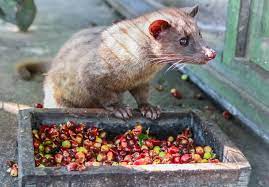 Is The World S Most Expensive Cup Of Coffee Worth It Food Safety Science