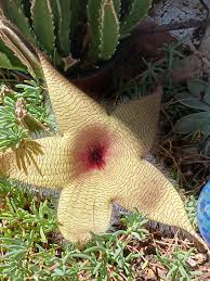 Image result for Stapelia gigantea
