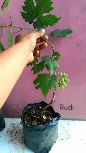 Sketsa buah buahan berupa pohon kelapa bisa hidup bahkan hingga puluhan tahun lamanya. Berapa Lama Tanaman Anggur Berbuah Dengan Cara Stek Pohon Anggur Genjah
