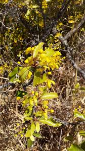 Image result for Acridocarpus chloropterus