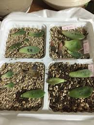 葉挿し失敗 多肉植物とチョコレート