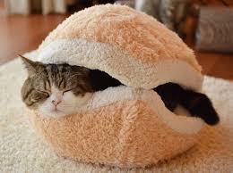 Sevimli Burger Kedi Yatagi Pets Cats Cat Bed Cat Supplies