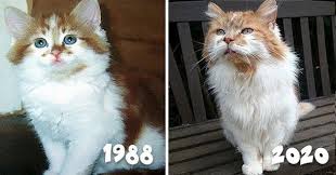 World S Oldest Living Cat Turns 32 In 2020 Old Cats Cats Cats Illustration