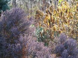 Image result for Platycladus orientalis