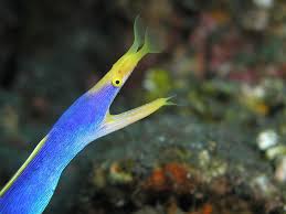 Moray eel is the largest type of eel. Muraenidae Moray Eels Wildlife Journal Junior
