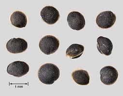 Image result for Spergula