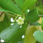 Image result for Brexia