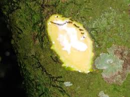 Image result for Malouetia