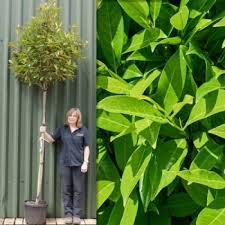 With so many trees and shrubs for gardeners to choose from, it can be useful to know which ones are native to britain. Screening Trees Fast Growing Trees Garden Privacy