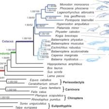 Image result for Hubbardochloa gracilis
