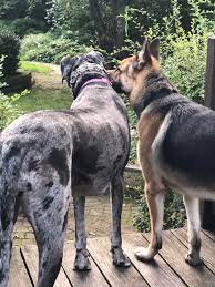 These dogs may have a short coat depending on the lineage, making it easy for you to keep it groomed. When You Realize That Your Gsd Is Off The Charts Tall That S A Great Dane On The Left Germanshepherds