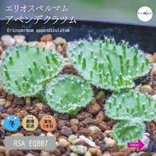 Image result for Eriospermum porphyrium