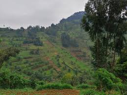 The northern black cottonwood is a deciduous tree that grows up to 100 feet high and 40 feet wide. Bench Terraces And Agroforestry Trees In Nyabihu Hillsides Western Rwanda Global Climate Change