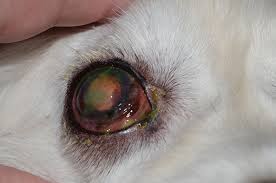 A thorough examination to identify the primary cause is indicated. Severe Keratoconjunctivitis Sicca Accompanied By Ipsilateral Xeromycteria News Center At Cummings School Of Veterinary Medicine At Tufts University