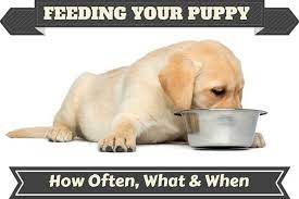 How Much To Feed A Lab Puppy Full Labrador Food Chart Feeding Guide Labrador Food Labrador Labrador Puppy