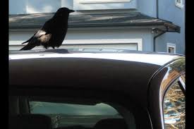 If your back yard is a dining room for an urban crow colony, violent. Column The Crows In My Life Richmond News