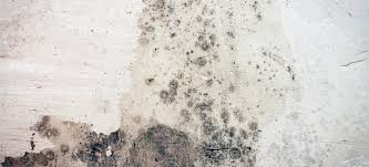 Look for mold way beyond the visible surfaces because they tend. How To Prevent Mold Growth On Your Basement Ceiling Doityourself Com
